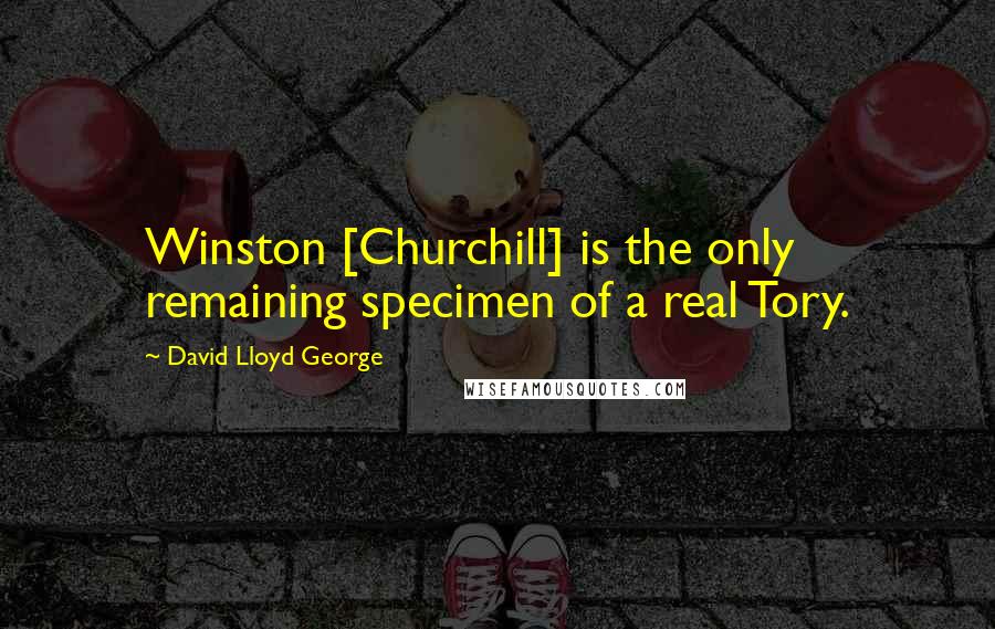 David Lloyd George Quotes: Winston [Churchill] is the only remaining specimen of a real Tory.