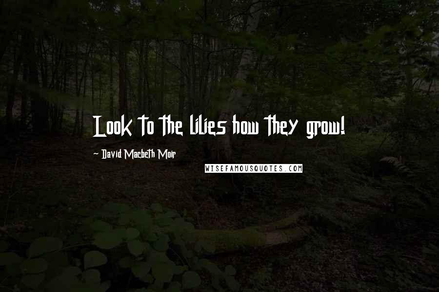 David Macbeth Moir Quotes: Look to the lilies how they grow!