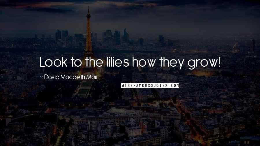 David Macbeth Moir Quotes: Look to the lilies how they grow!