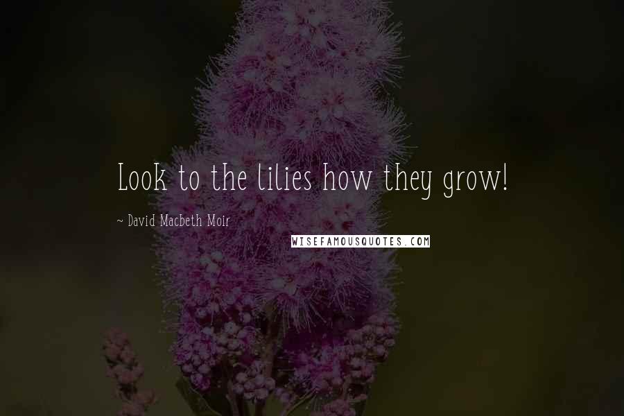 David Macbeth Moir Quotes: Look to the lilies how they grow!