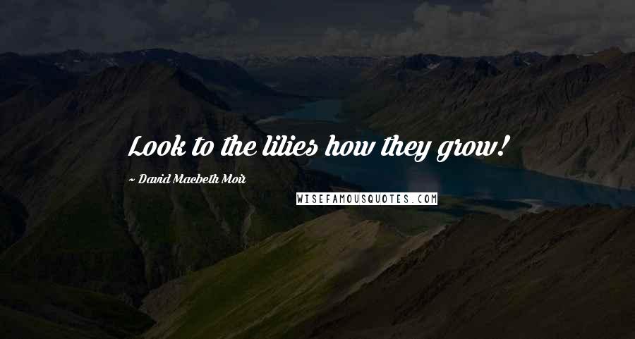 David Macbeth Moir Quotes: Look to the lilies how they grow!