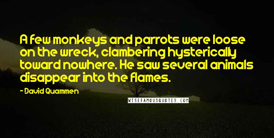 David Quammen Quotes: A few monkeys and parrots were loose on the wreck, clambering hysterically toward nowhere. He saw several animals disappear into the flames.