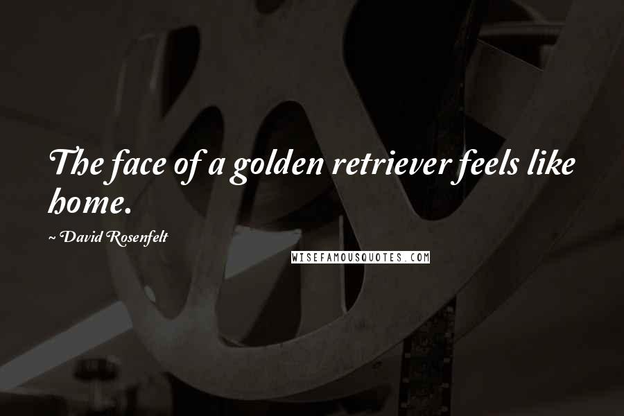 David Rosenfelt Quotes: The face of a golden retriever feels like home.