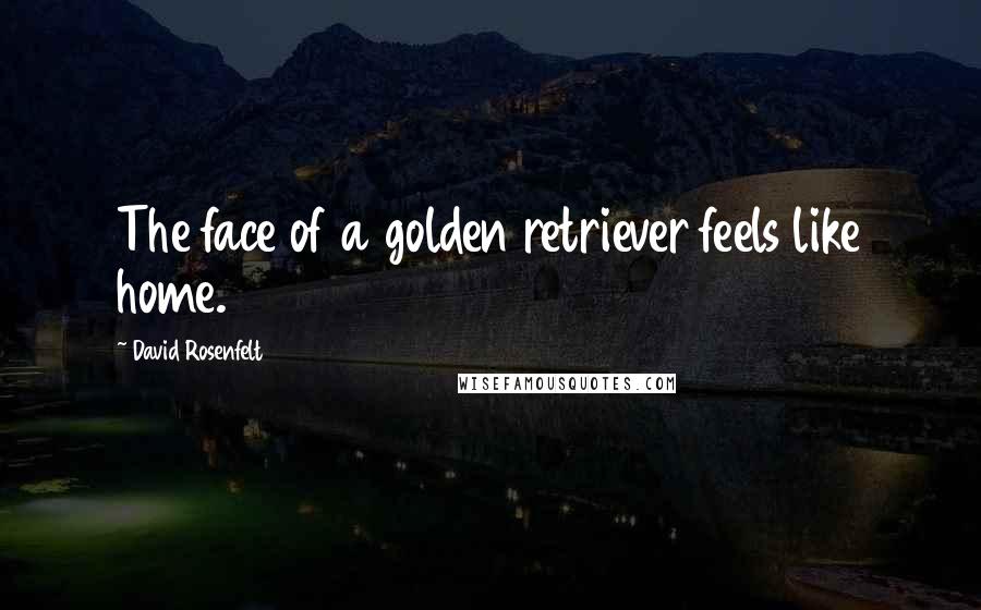 David Rosenfelt Quotes: The face of a golden retriever feels like home.