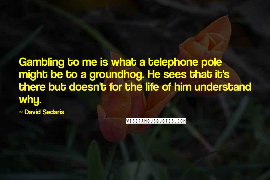 David Sedaris Quotes: Gambling to me is what a telephone pole might be to a groundhog. He sees that it's there but doesn't for the life of him understand why.