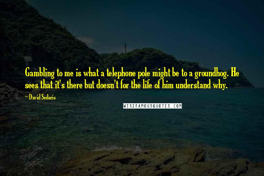David Sedaris Quotes: Gambling to me is what a telephone pole might be to a groundhog. He sees that it's there but doesn't for the life of him understand why.