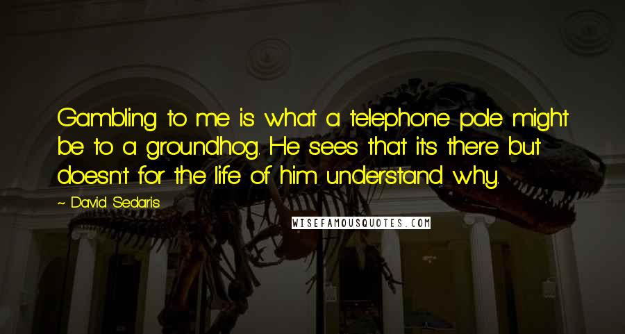 David Sedaris Quotes: Gambling to me is what a telephone pole might be to a groundhog. He sees that it's there but doesn't for the life of him understand why.