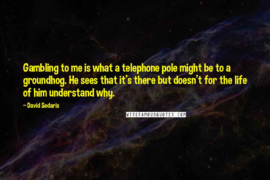 David Sedaris Quotes: Gambling to me is what a telephone pole might be to a groundhog. He sees that it's there but doesn't for the life of him understand why.