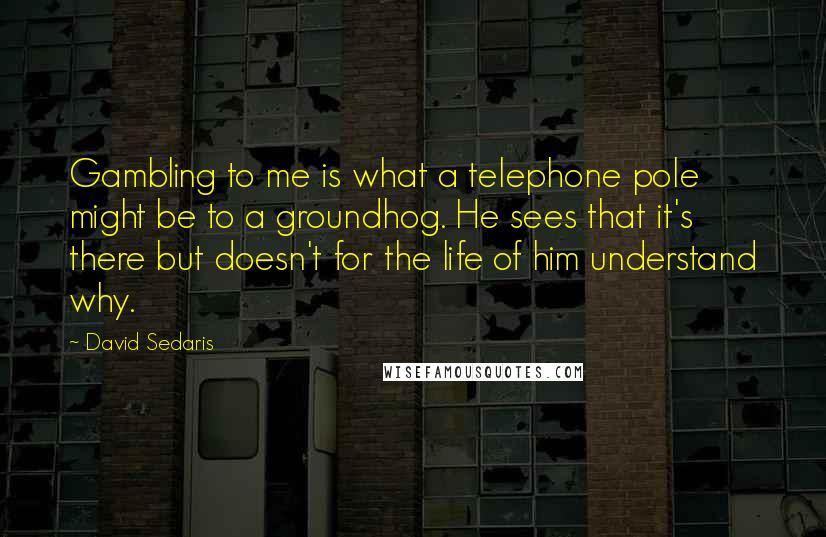 David Sedaris Quotes: Gambling to me is what a telephone pole might be to a groundhog. He sees that it's there but doesn't for the life of him understand why.