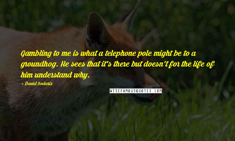 David Sedaris Quotes: Gambling to me is what a telephone pole might be to a groundhog. He sees that it's there but doesn't for the life of him understand why.