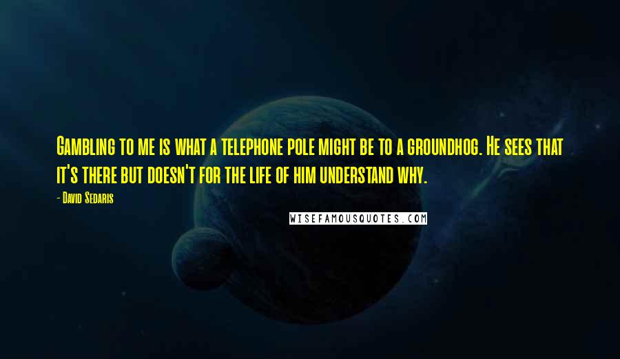 David Sedaris Quotes: Gambling to me is what a telephone pole might be to a groundhog. He sees that it's there but doesn't for the life of him understand why.