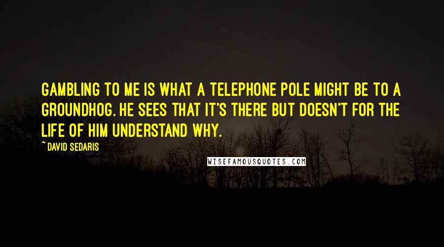 David Sedaris Quotes: Gambling to me is what a telephone pole might be to a groundhog. He sees that it's there but doesn't for the life of him understand why.