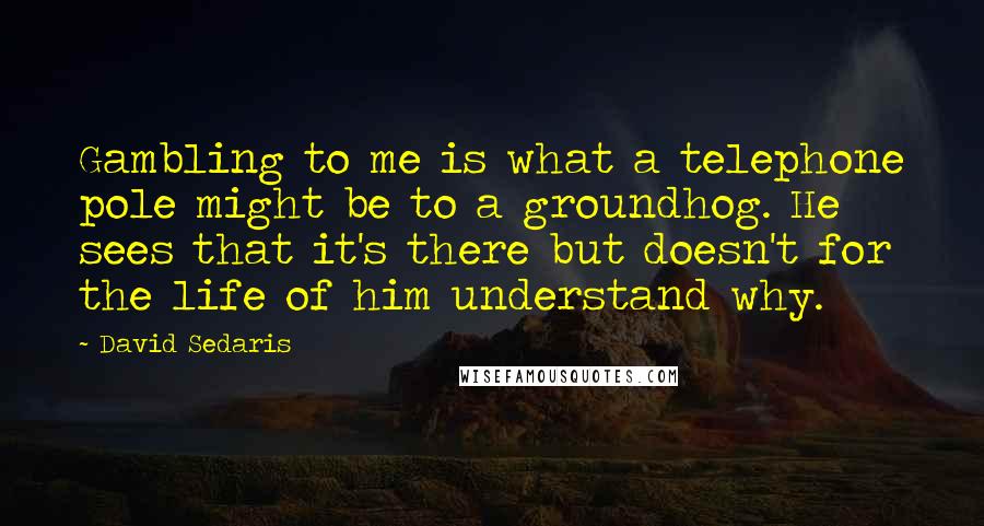 David Sedaris Quotes: Gambling to me is what a telephone pole might be to a groundhog. He sees that it's there but doesn't for the life of him understand why.