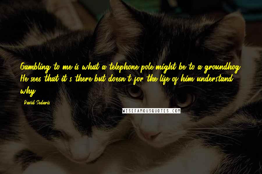 David Sedaris Quotes: Gambling to me is what a telephone pole might be to a groundhog. He sees that it's there but doesn't for the life of him understand why.