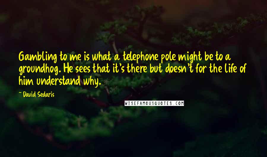 David Sedaris Quotes: Gambling to me is what a telephone pole might be to a groundhog. He sees that it's there but doesn't for the life of him understand why.