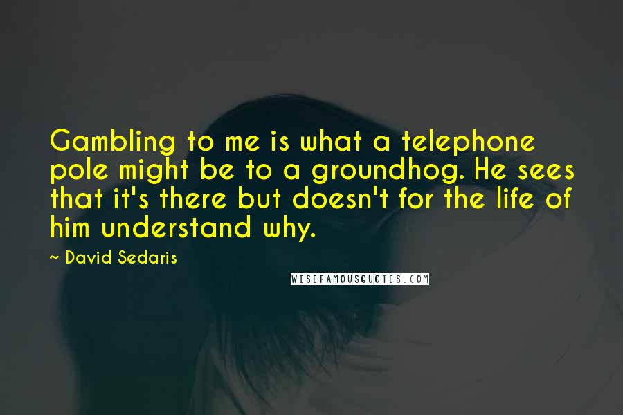 David Sedaris Quotes: Gambling to me is what a telephone pole might be to a groundhog. He sees that it's there but doesn't for the life of him understand why.