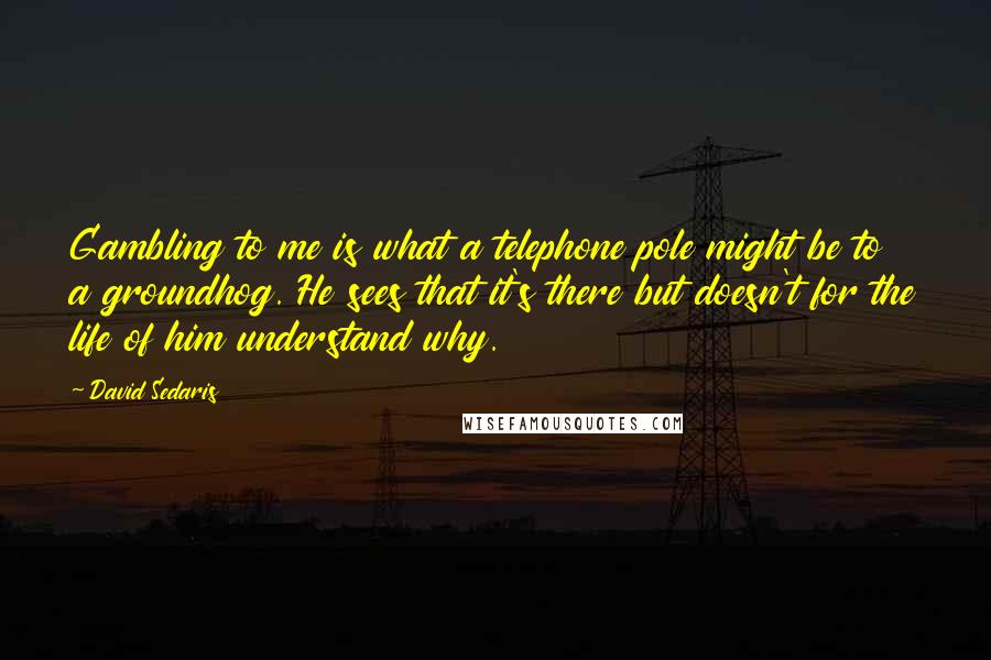 David Sedaris Quotes: Gambling to me is what a telephone pole might be to a groundhog. He sees that it's there but doesn't for the life of him understand why.