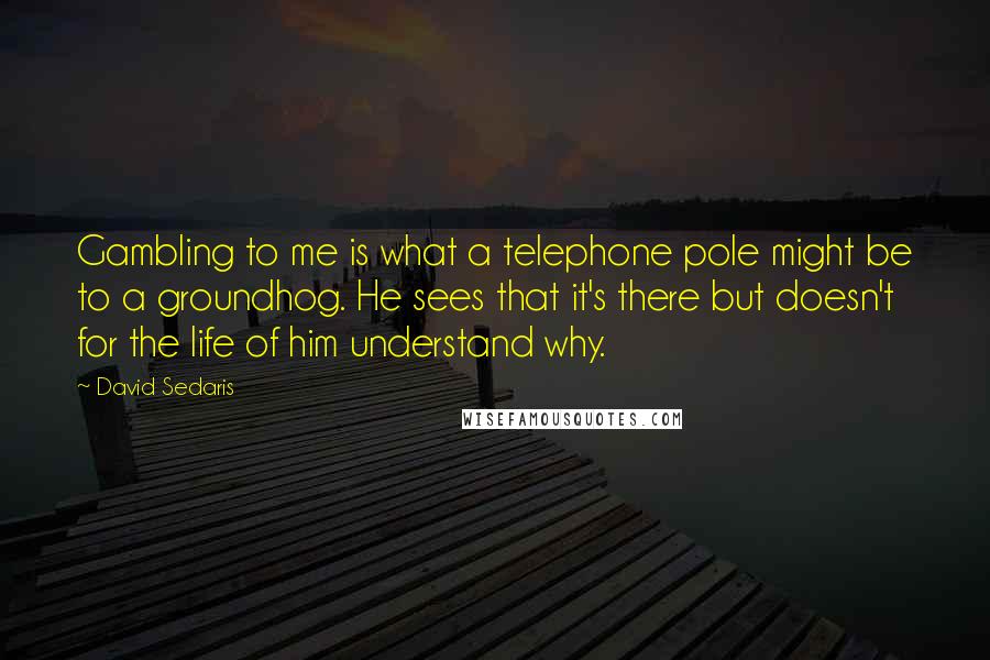 David Sedaris Quotes: Gambling to me is what a telephone pole might be to a groundhog. He sees that it's there but doesn't for the life of him understand why.