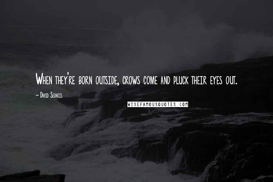 David Sedaris Quotes: When they're born outside, crows come and pluck their eyes out.