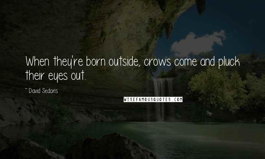 David Sedaris Quotes: When they're born outside, crows come and pluck their eyes out.