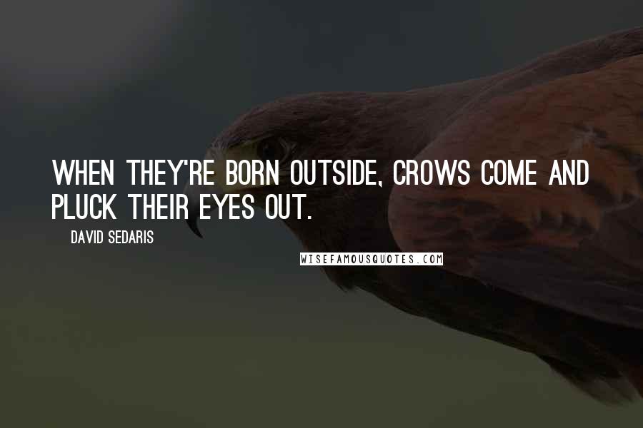 David Sedaris Quotes: When they're born outside, crows come and pluck their eyes out.