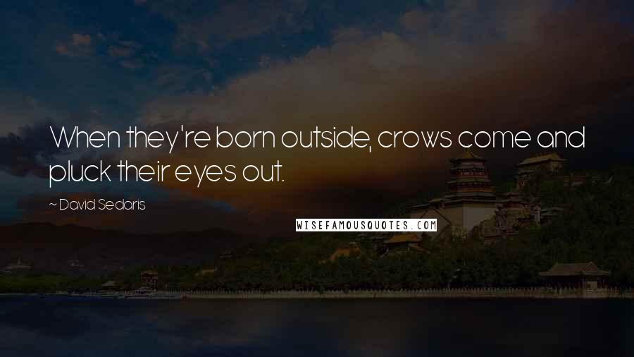 David Sedaris Quotes: When they're born outside, crows come and pluck their eyes out.