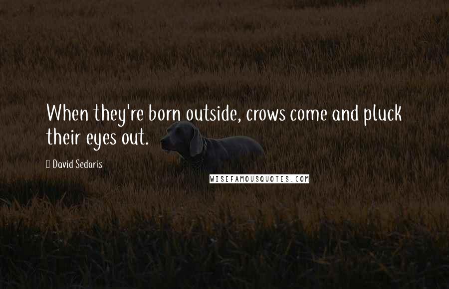David Sedaris Quotes: When they're born outside, crows come and pluck their eyes out.