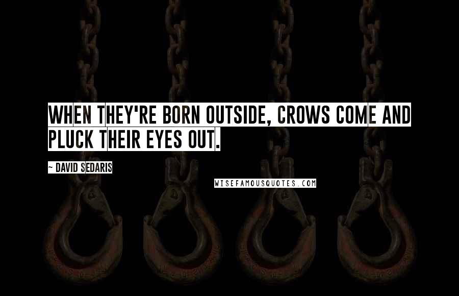 David Sedaris Quotes: When they're born outside, crows come and pluck their eyes out.