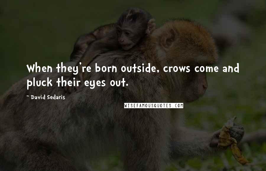 David Sedaris Quotes: When they're born outside, crows come and pluck their eyes out.