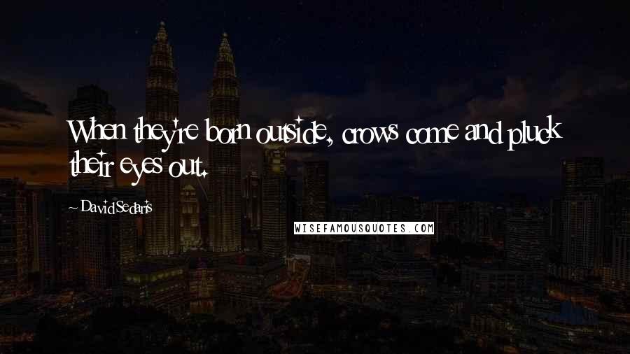 David Sedaris Quotes: When they're born outside, crows come and pluck their eyes out.