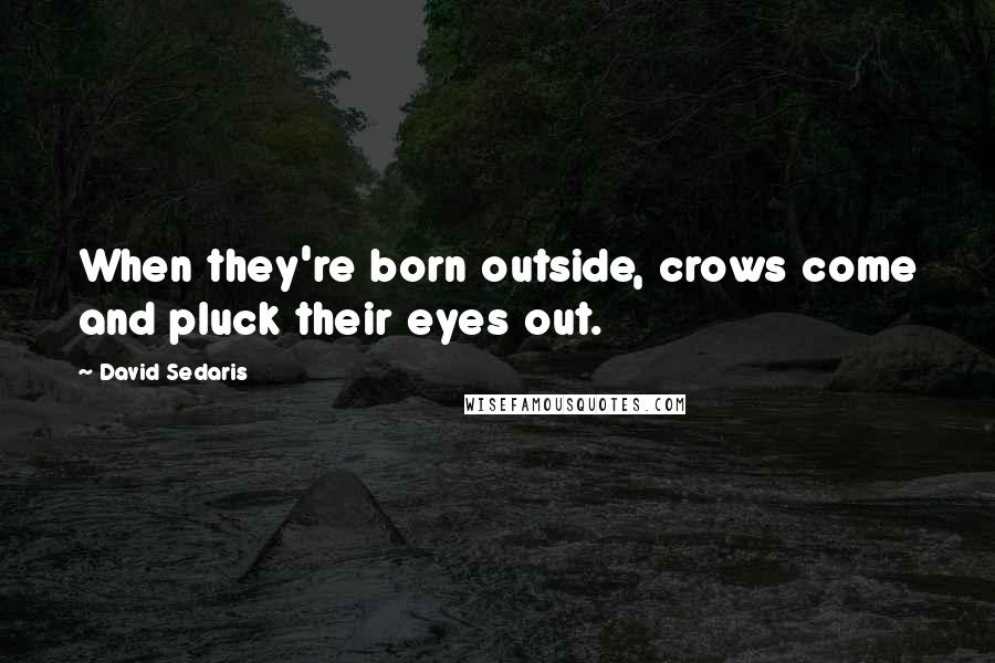 David Sedaris Quotes: When they're born outside, crows come and pluck their eyes out.