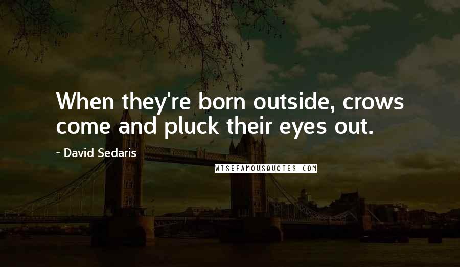 David Sedaris Quotes: When they're born outside, crows come and pluck their eyes out.