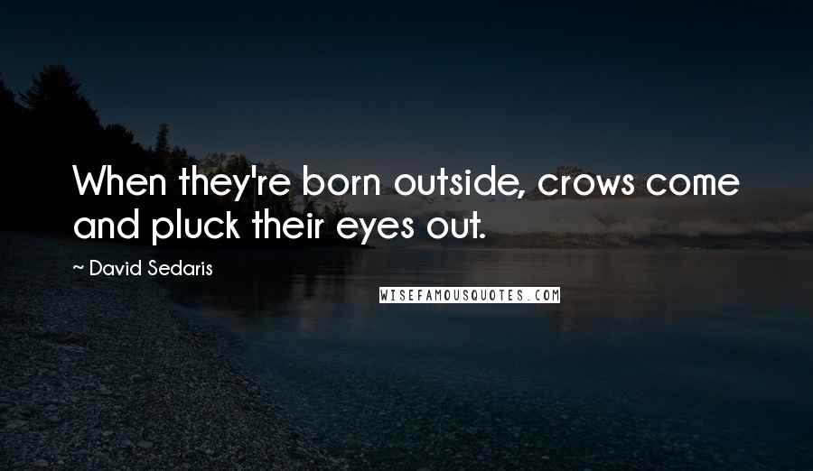 David Sedaris Quotes: When they're born outside, crows come and pluck their eyes out.