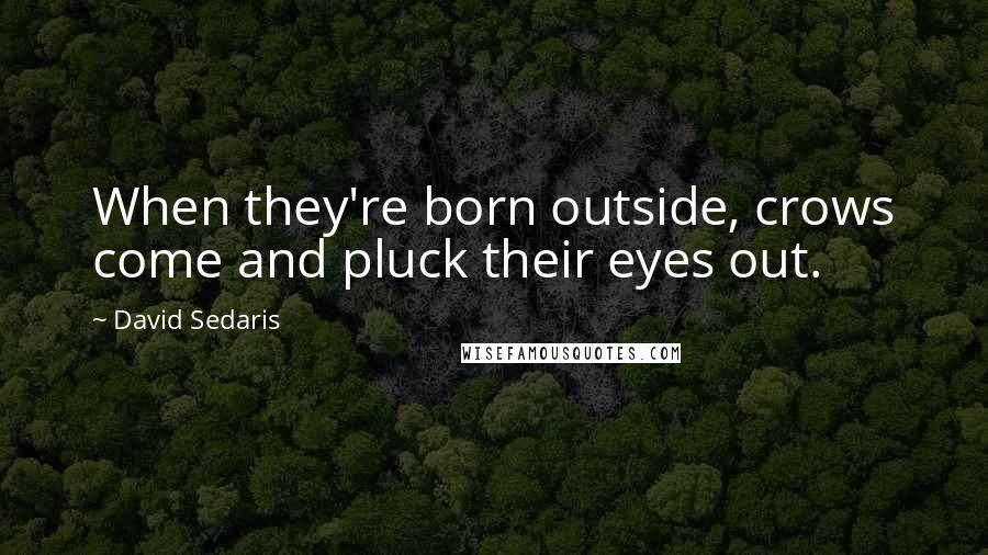 David Sedaris Quotes: When they're born outside, crows come and pluck their eyes out.