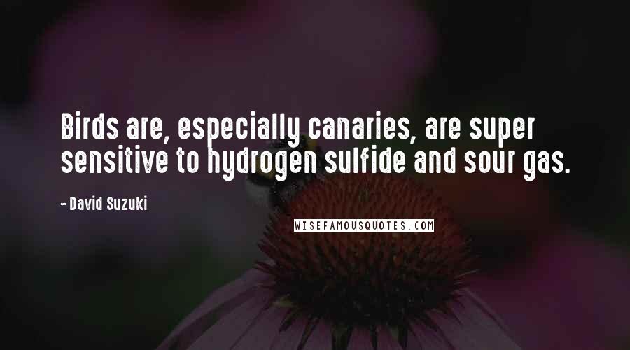 David Suzuki Quotes: Birds are, especially canaries, are super sensitive to hydrogen sulfide and sour gas.