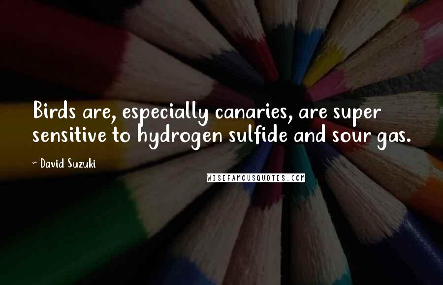 David Suzuki Quotes: Birds are, especially canaries, are super sensitive to hydrogen sulfide and sour gas.