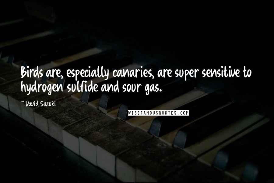 David Suzuki Quotes: Birds are, especially canaries, are super sensitive to hydrogen sulfide and sour gas.