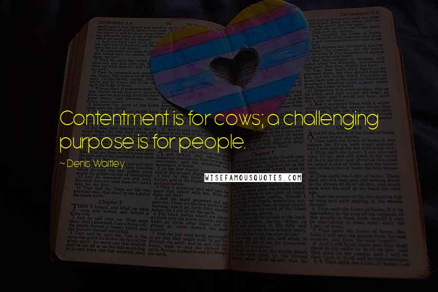 Denis Waitley Quotes: Contentment is for cows; a challenging purpose is for people.