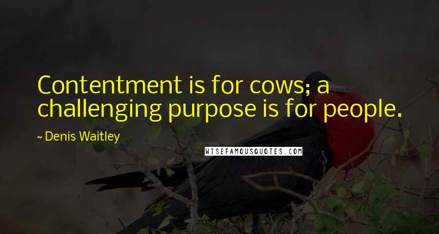 Denis Waitley Quotes: Contentment is for cows; a challenging purpose is for people.
