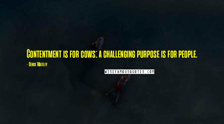 Denis Waitley Quotes: Contentment is for cows; a challenging purpose is for people.