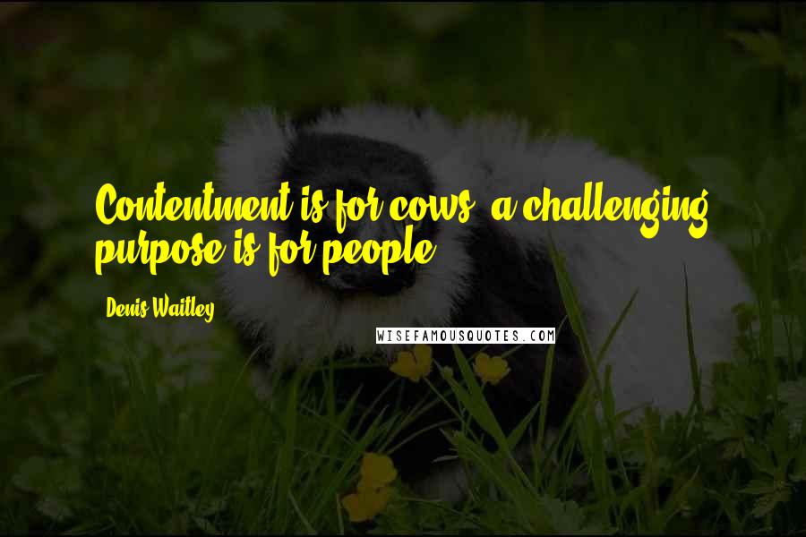 Denis Waitley Quotes: Contentment is for cows; a challenging purpose is for people.