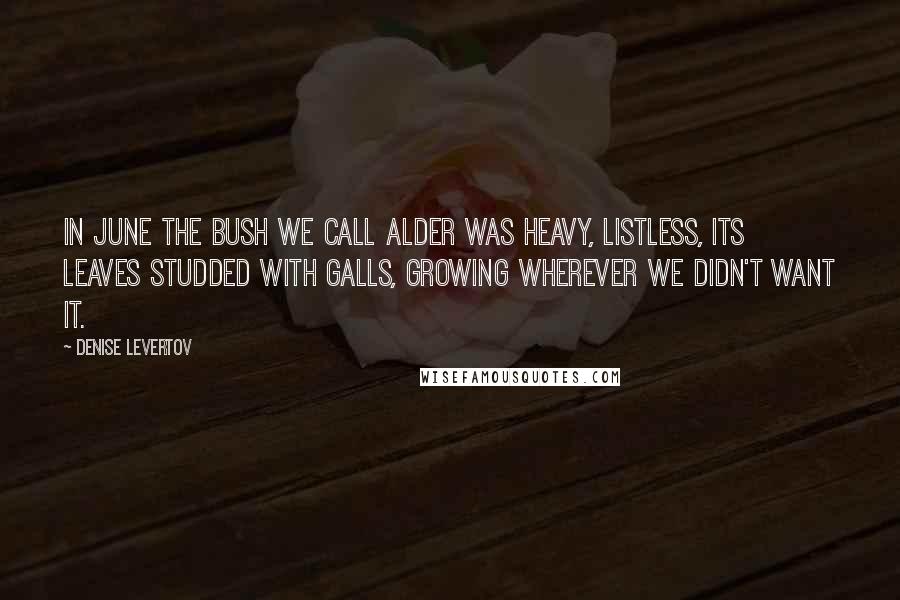Denise Levertov Quotes: In June the bush we call alder was heavy, listless, its leaves studded with galls, growing wherever we didn't want it.