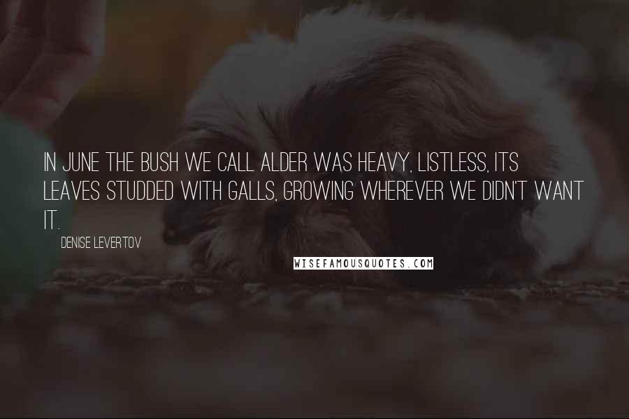 Denise Levertov Quotes: In June the bush we call alder was heavy, listless, its leaves studded with galls, growing wherever we didn't want it.