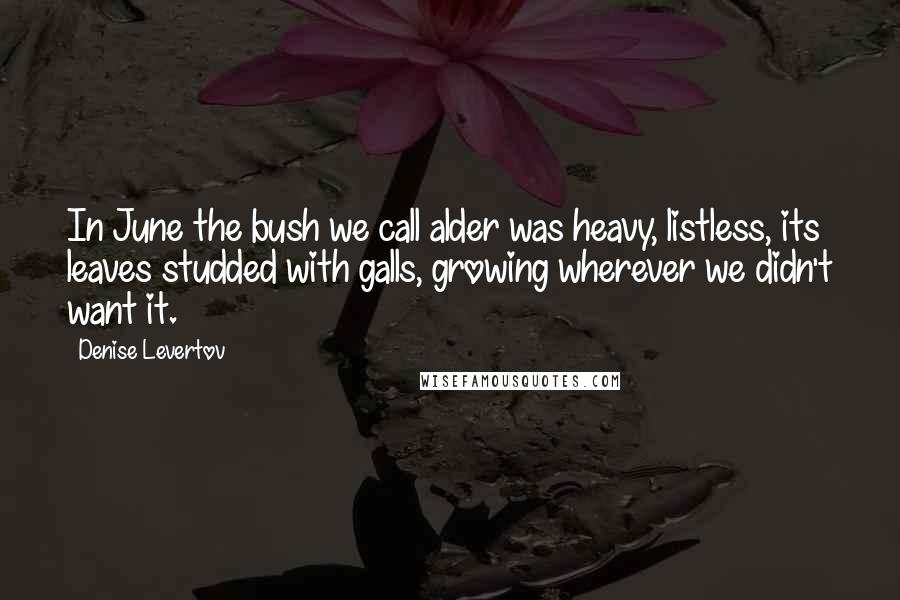 Denise Levertov Quotes: In June the bush we call alder was heavy, listless, its leaves studded with galls, growing wherever we didn't want it.