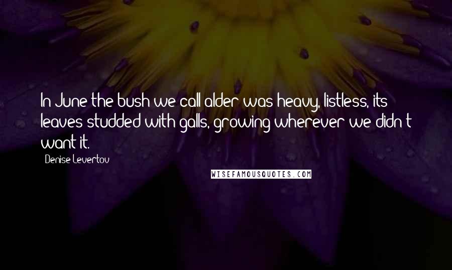 Denise Levertov Quotes: In June the bush we call alder was heavy, listless, its leaves studded with galls, growing wherever we didn't want it.
