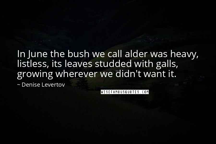Denise Levertov Quotes: In June the bush we call alder was heavy, listless, its leaves studded with galls, growing wherever we didn't want it.