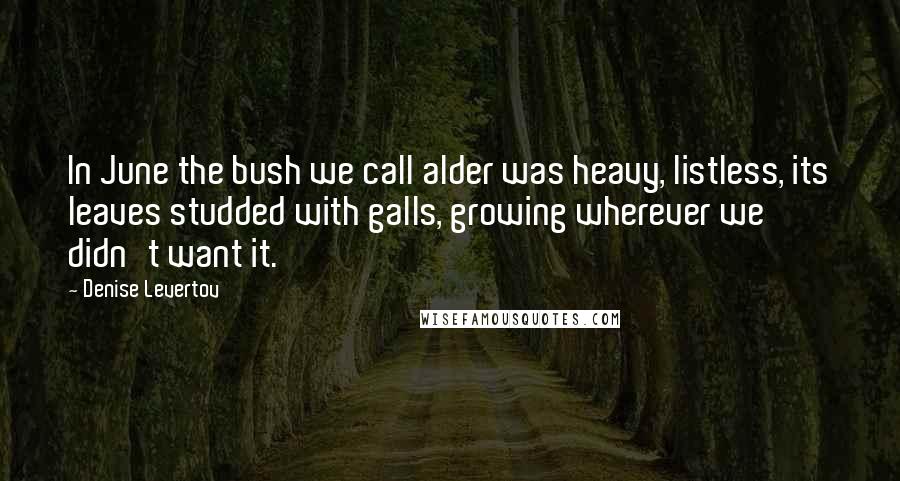 Denise Levertov Quotes: In June the bush we call alder was heavy, listless, its leaves studded with galls, growing wherever we didn't want it.
