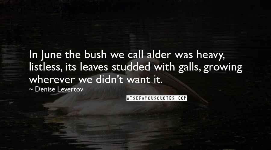 Denise Levertov Quotes: In June the bush we call alder was heavy, listless, its leaves studded with galls, growing wherever we didn't want it.