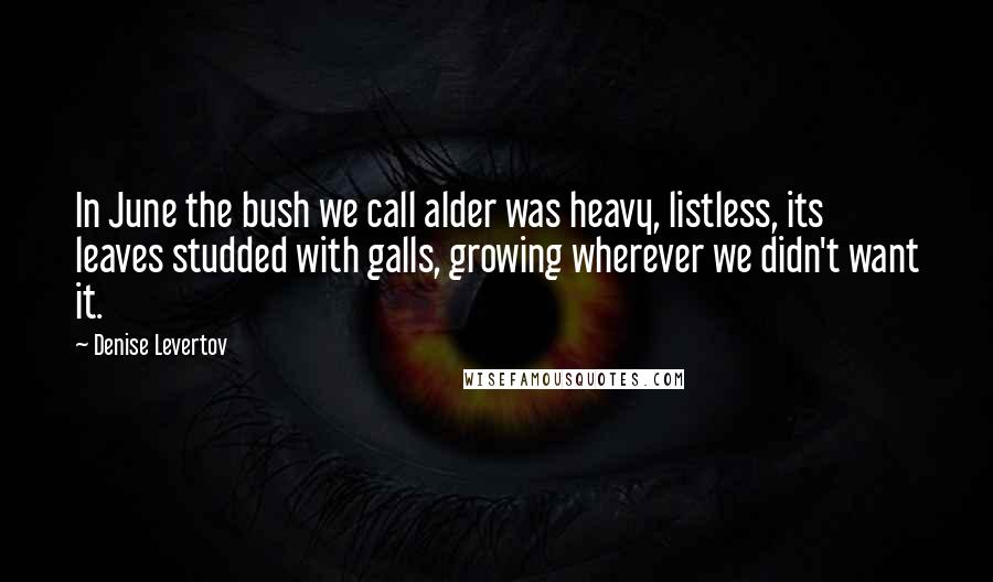Denise Levertov Quotes: In June the bush we call alder was heavy, listless, its leaves studded with galls, growing wherever we didn't want it.