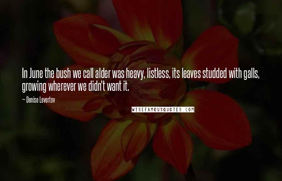Denise Levertov Quotes: In June the bush we call alder was heavy, listless, its leaves studded with galls, growing wherever we didn't want it.